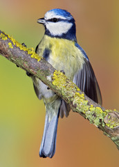 blue tit in a tree