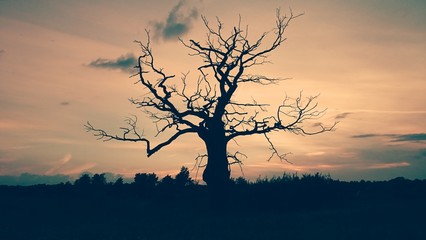 Baum Silhouette 