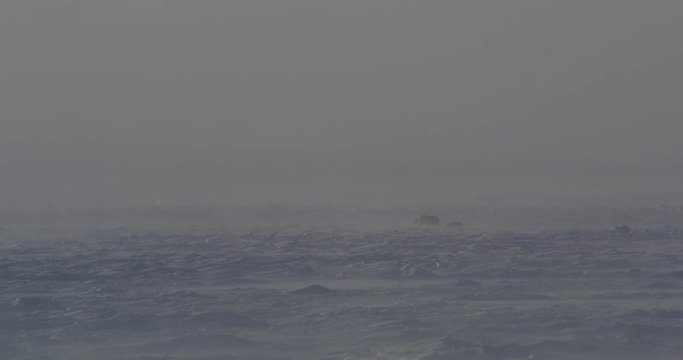 Mother polar bear and cub walk through blizzard blown snow sea ice