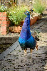 Obraz premium Peacock in garden