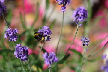 Bee on purple blooming lavender, Sweden