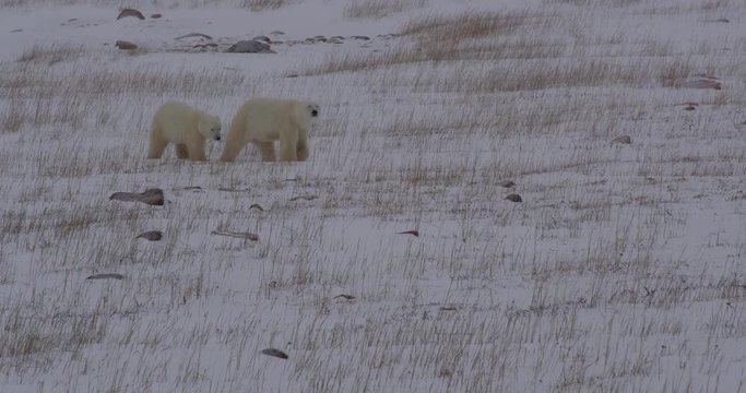Polar bear cub sticks close to mum walking through snowy grass