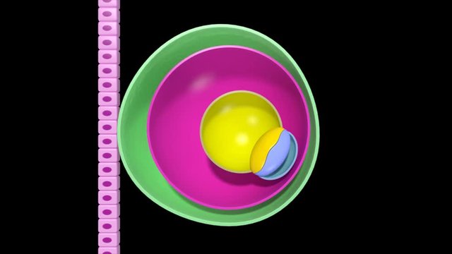 Embryonic Development