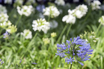 Garden of African lily in the height of the spring
