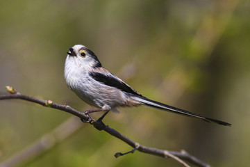 Long-tailed Tit, Aegithalos caudatus