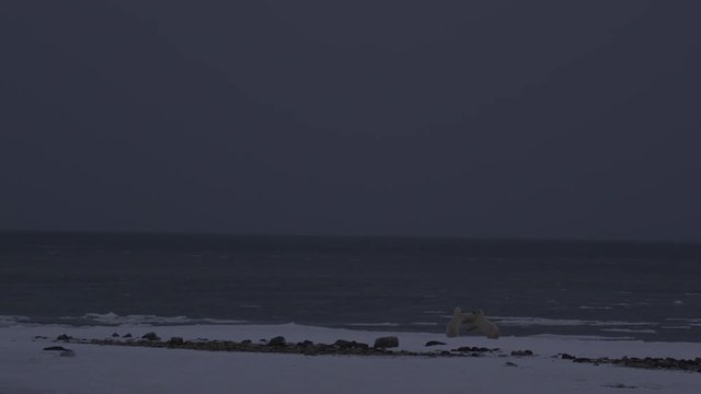 Wide night shot of two polar bears sparring on frozen icy beach next to bay