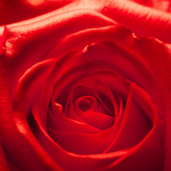 Head of a red rose