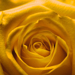 Fototapeta na wymiar Head of a yellow rose