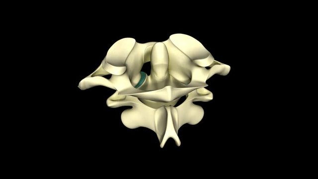 Movement of Cervical Joint
