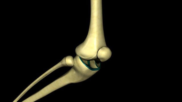 Movement of Knee