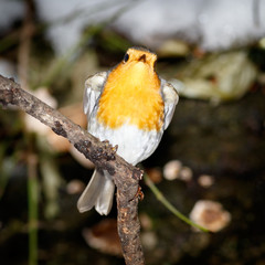 Robin (Erithacus rubecula)