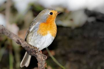 Robin (Erithacus rubecula)