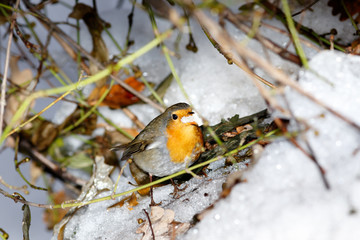 Robin (Erithacus rubecula)