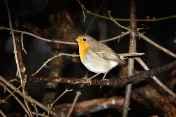Robin (Erithacus rubecula)