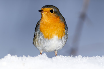 Robin (Erithacus rubecula)