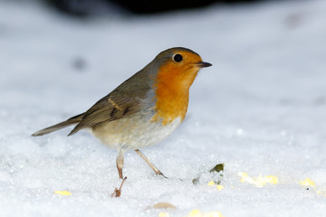 Robin (Erithacus rubecula)
