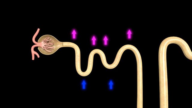 Nephron Functioning