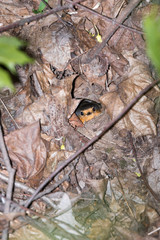 Nest of the Robin (Erithacus rubecula).