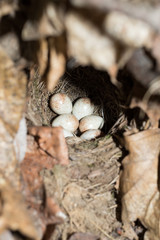 Nest of the Robin (Erithacus rubecula).