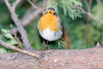 Robin (Erithacus rubecula)
