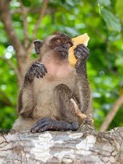 Wild monkey eating on the tree (fed by tourists). Monkey Beach, Phi Phi Islands, Thailand.