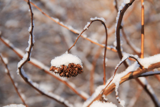 close photo of bunch of seeds of japanese knotweed in winter