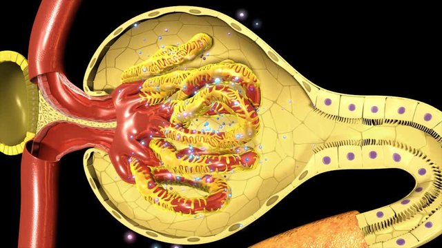 Nephron Functioning