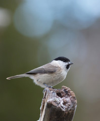 Marsh tit (Poecile palustris).