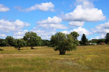 Naturreservat Hornborgasjöns in Sweden at summertime, Scandinavia 