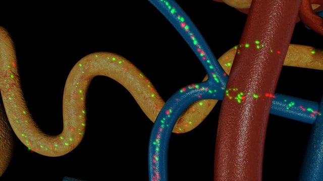 Nephron Functioning