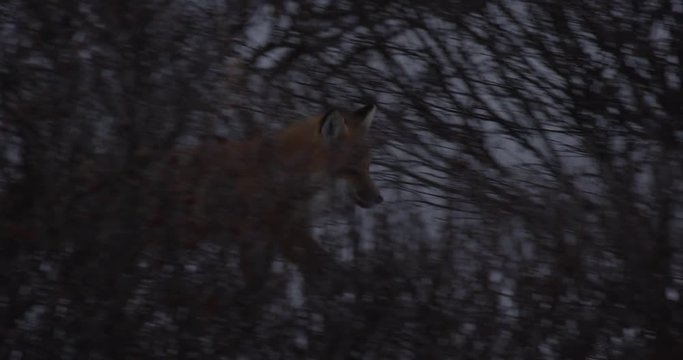 Red fox trots briskly into snowy willows at dusk