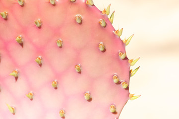Close up of a pink and green cactus