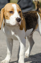 beagle dog for a walk