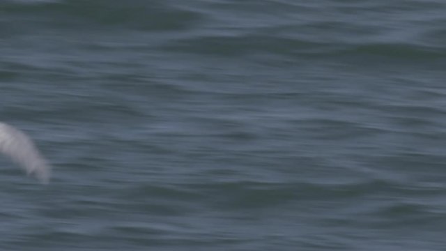 Arctic Tern Flyin - Slow Motion Close