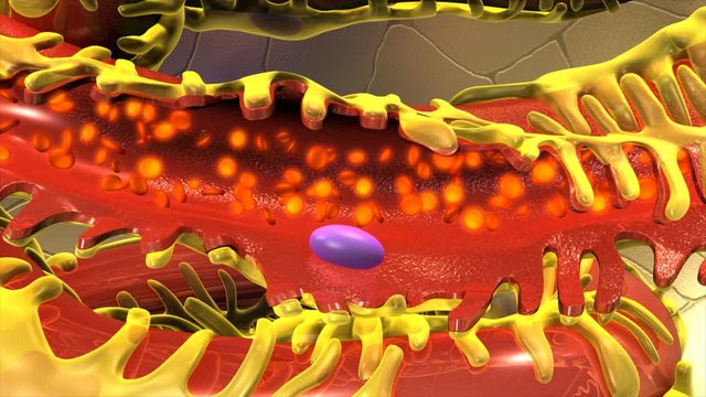 Nephron Functioning