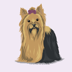 yorkshire terrier dog at one color background