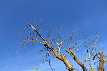 枯れ木越しの冬の青空