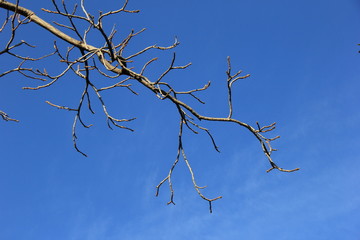 枯れ木越しの冬の青空