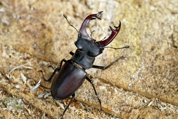 Hirschkäfer 