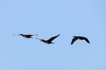 Fototapeta na wymiar Great cormorant Flock flying in natural reserve and national par