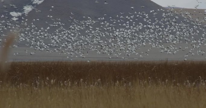 Telephoto snow geese in and out of marsh at base of mountain