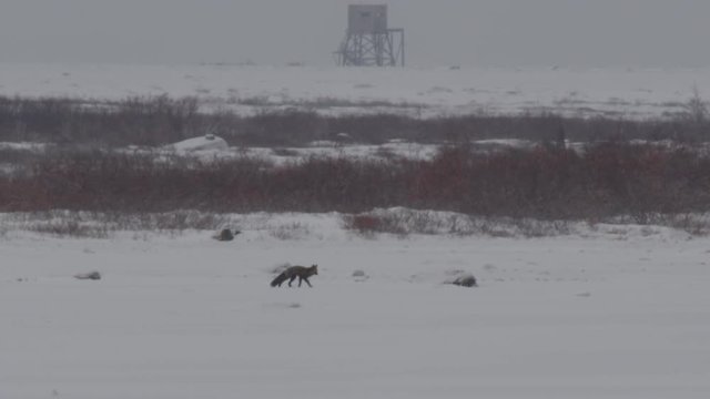 Spooked cross fox runs through snow storm on tundra