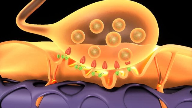 Motor Neuron 