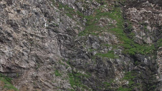 Tilt of Arctic Bird Cliff with Nesting Seabirds - slow motion