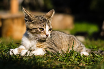 little lovely cat relaxing