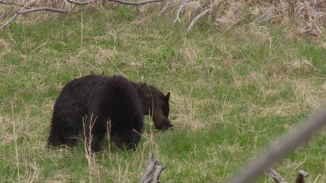Mother and cub feed hungrily on grass in clearing