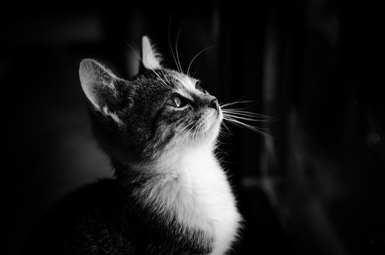 Sad black cat 2025