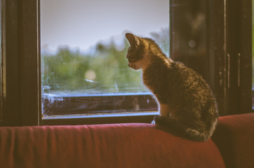 cat looking through window