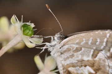 Farfalla - (cacyreus marshalli)