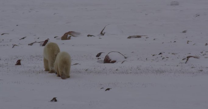 Mother polar bear leads cub through snowy boulders